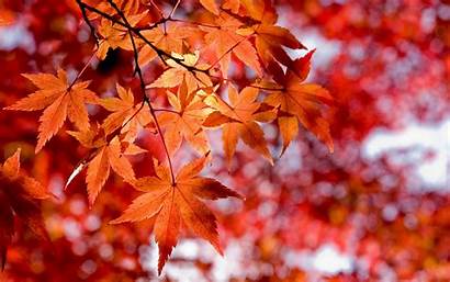 Maple Leaves Autumn Wallpapers Nature Seasons Desktop