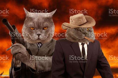 Funny Gangster Cats Stock Photo Download Image Now Domestic Cat