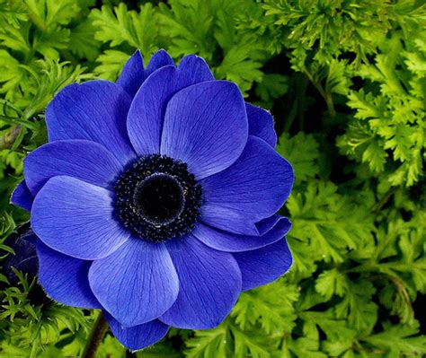 The 10 Most Beautiful Flowers In The World The Top Ten List