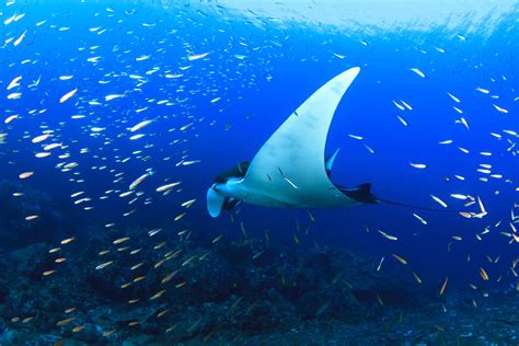 What Is A Manta Ray Facts And Information