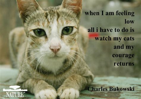 Cat And Dog Quotes Quotesgram