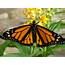 Attracting Monarch Butterflies