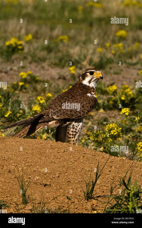 Prairie Falcon Falco Mexicanus Stock Photo Alamy