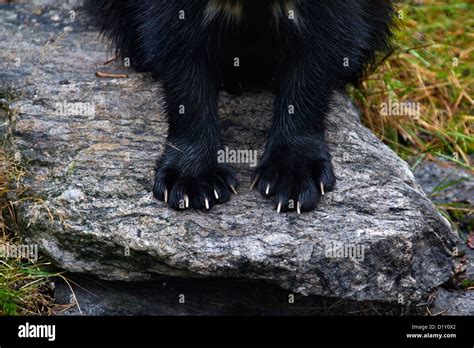 Wolverine Gulo Gulo Close Up Of Front Feet Huge Paws And Claws