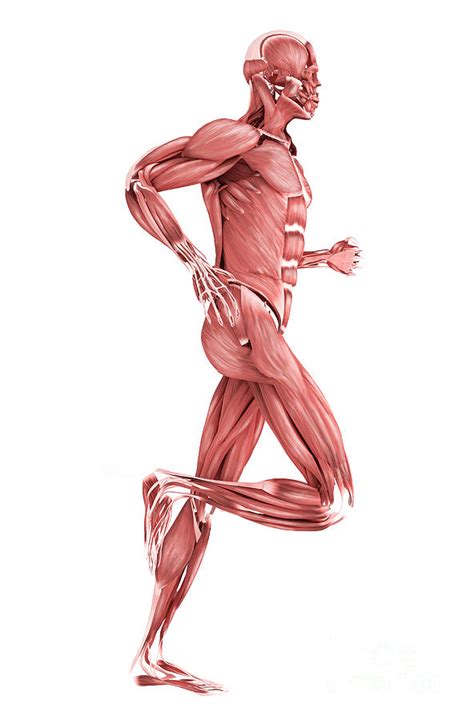 The reason the arm can push is muscles in the back of the arm pulling on the elbow! Medical Illustration Of Male Muscles Digital Art by ...