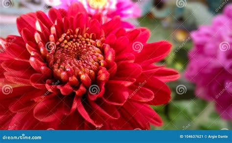 Beautiful Red Manzanilla Chrysanthemum Flower Stock Image Image Of