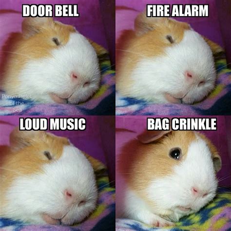 Funny Guine Pig Memes For Kids Dog Bread