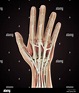 Menschliche Hand Anatomie Illustration Stockfotografie - Alamy