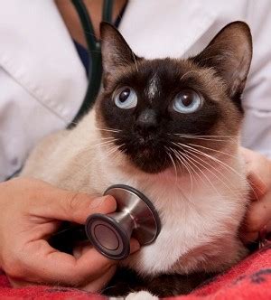 Our cat symptom checker is a great way to figure out what may be wrong with your feline friend. 8 Most Noticeable Cat Illness Symptoms - A2Z Pets Info