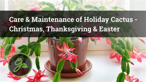 Care And Maintenance Of Holiday Cactus Christmas Thanksgiving And Easter