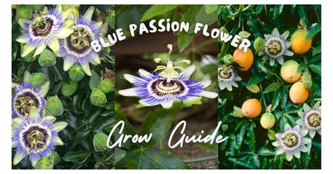 Blue Passion Flower Passiflora Caerulea Complete Grow Guide