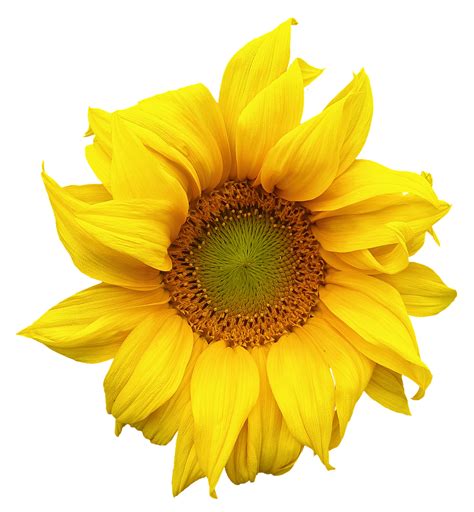 Explore 587 Free Sunflower Illustrations Download Now Pixabay