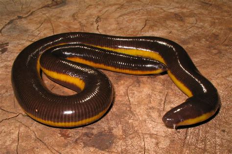 Mhadei Research Center Ichthyophis Davidi A New Species Of Limbless