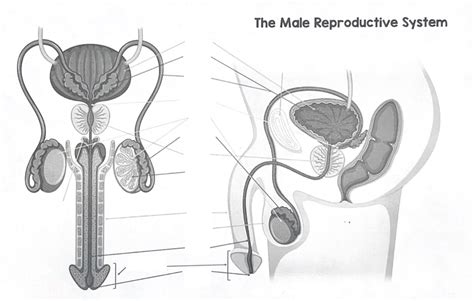 Male Reproductive System Diagram Quizlet