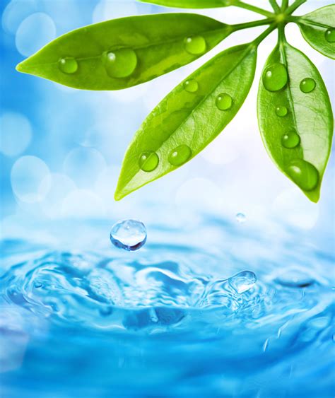 Free Photo Water And Leaves Green Leaf Leaves Free Download Jooinn