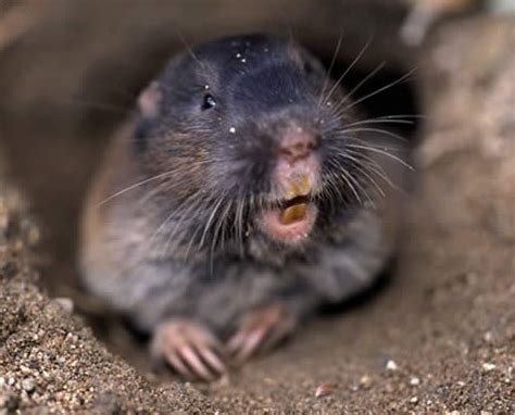 Method of rodent control will be predictably effective in all situations; Gophers | pestcontrolsupplies.com