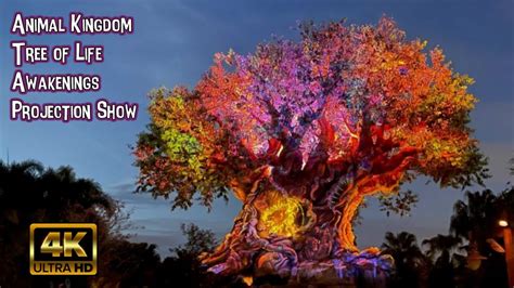 Animal Kingdom Awakenings Projection Show Journey 4k Pov Tree Of