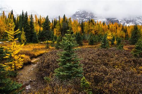 Explore The Larch Valley In Banff National Park Both Paths Taken