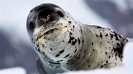 La vida secreta de la foca leopardo, el depredador 'cúspide' antártico ...