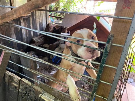 Spca Rescues Five Dogs From Deplorable Conditions