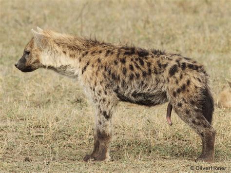 Ngorongoro Hyena Project