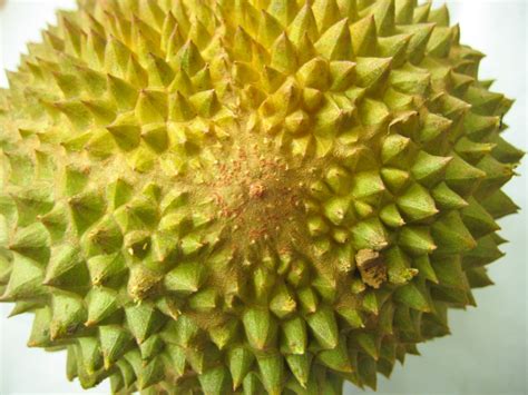 Detail produk durian musang king. Anim Agro Technology: DURIAN 'MUSANG KING'