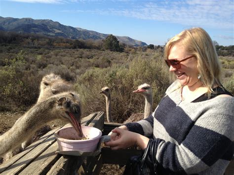 Visiting Ostrichland Usa Ostrich Farm Solvang California — Sick Girl