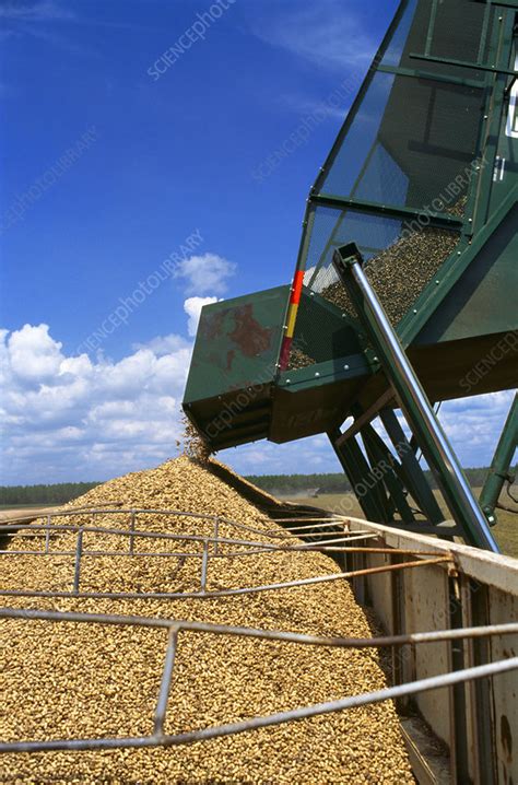 Harvesting Peanuts Stock Image E7701836 Science Photo Library