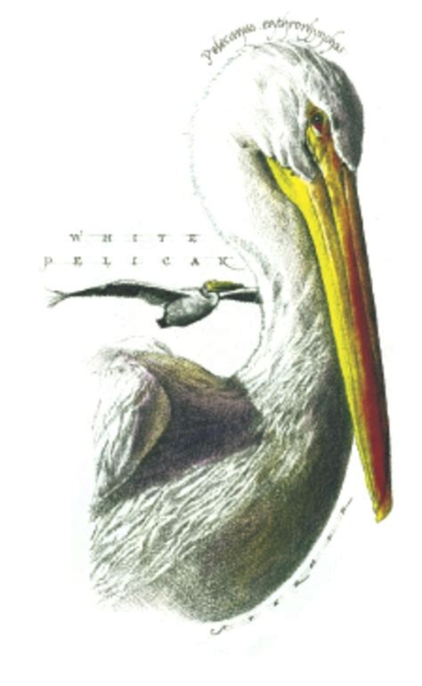 Audubon Society Postcards Communication Arts