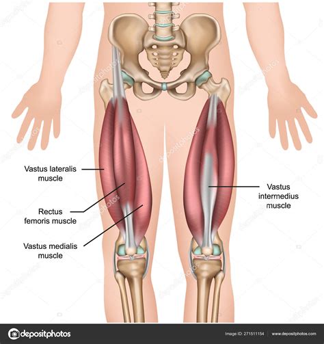 Quadriceps Muscle Anatomy Medical Vector Illustration Stock Vector