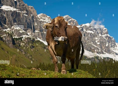 Cow Grazing On An Alpine Pasture At The Foot Of The Glarus Alps