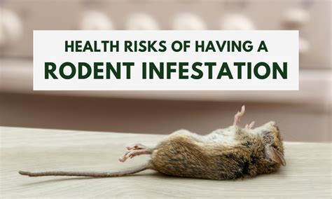 Health Risks Of Having A Rodent Infestation