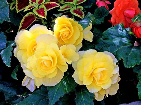 May 10, 2016 · white roses don't all look alike. Yellow Rose-Like Flowers | An imitation can be just as ...
