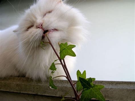 Funny Persian Cat Photography 2013 Funny Animals