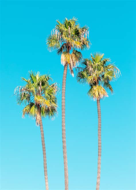 Green Palm Trees Under Blue Sky During Daytime Photo Free Santa