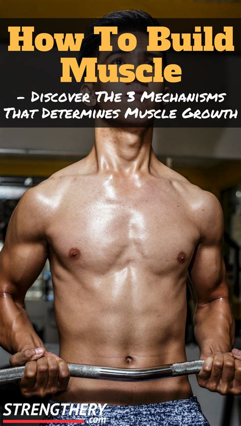 Discover The Three Underlying Mechanisms For How Muscle Grow Changes