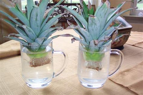 How To Grow A Pineapple Top Indoors