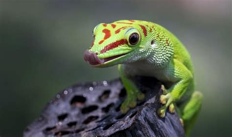 Types Of Geckos 15 Best Pet Gecko Species Everything Reptiles In