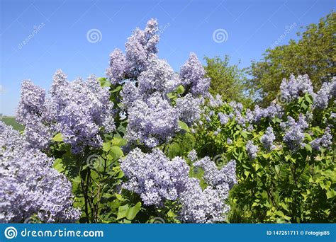 Flowers Blooming Lilac Beautiful Purple Lilac Flowers Outdoors Stock