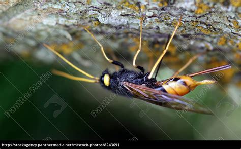 Giant Wood Wasp Urocerus Gigas Royalty Free Image 8243691