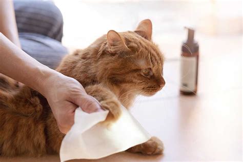 Cat Drooling And Smelling Bad Our Vet Shares What To Do Cat World