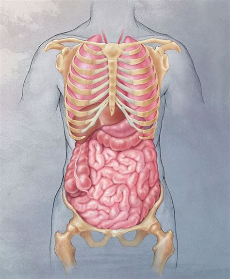 953 torso organ anatomy products are offered for sale by suppliers on alibaba.com, of which a wide variety of torso organ anatomy options are available to you, such as medical science. Human Anatomy Illustrations by Anatomical Illustrator ...