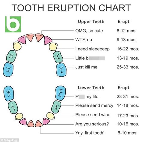 They clearly evolved to eat meat. Parents share a Babyology's baby teething chart | Daily ...