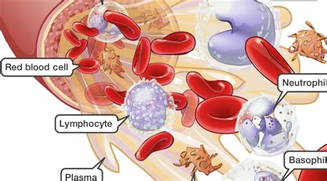Red Blood Cells Are Produced In Bone Marrow Did You Know