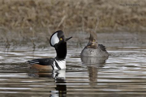 Duck Courtship Behavior In North Michigan Paulrossibirds