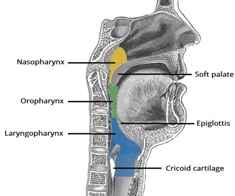 Ent Teachmesurgery