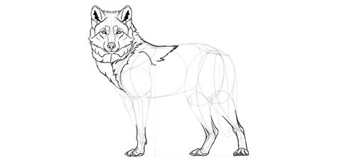 How To Draw A Wolf Step By Step