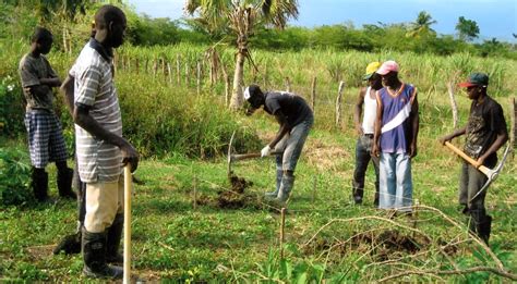 Farm Provides Food Security To Jamaican Village St Elizabeth Mission