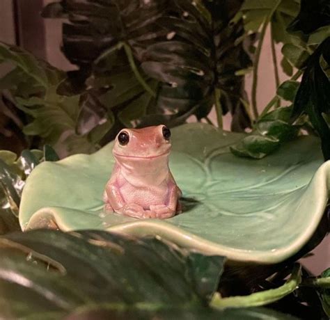 Wizard Frog Explore Tumblr Posts And Blogs Tumpik
