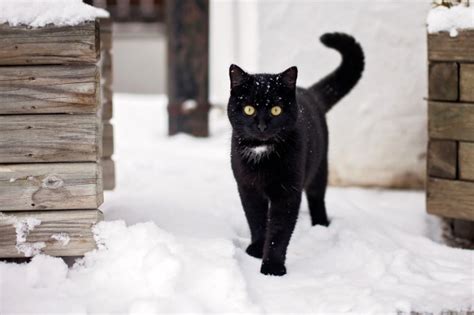 How To Keep Cats Safe In The Snow And Ice This Winter
